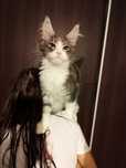 Kocur Nugat Maine coon FPL