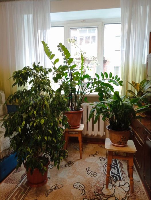 Кімнатні рослини