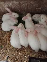 Młode króliki termondzkie