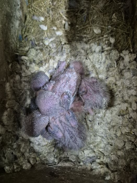 Agapornis rosicollis  bebés