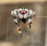 phidippus regius apalachicola L10 samica