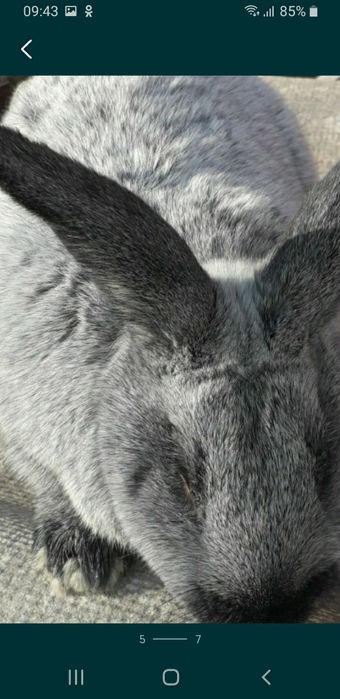 Самцы термоны пол серебро