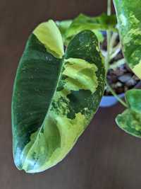 Filodendron burle marx variegata