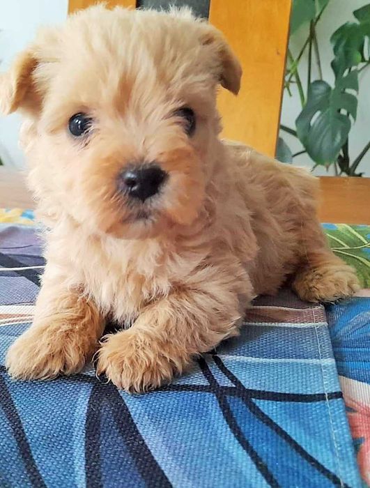 szczeniaczek Westiepoo