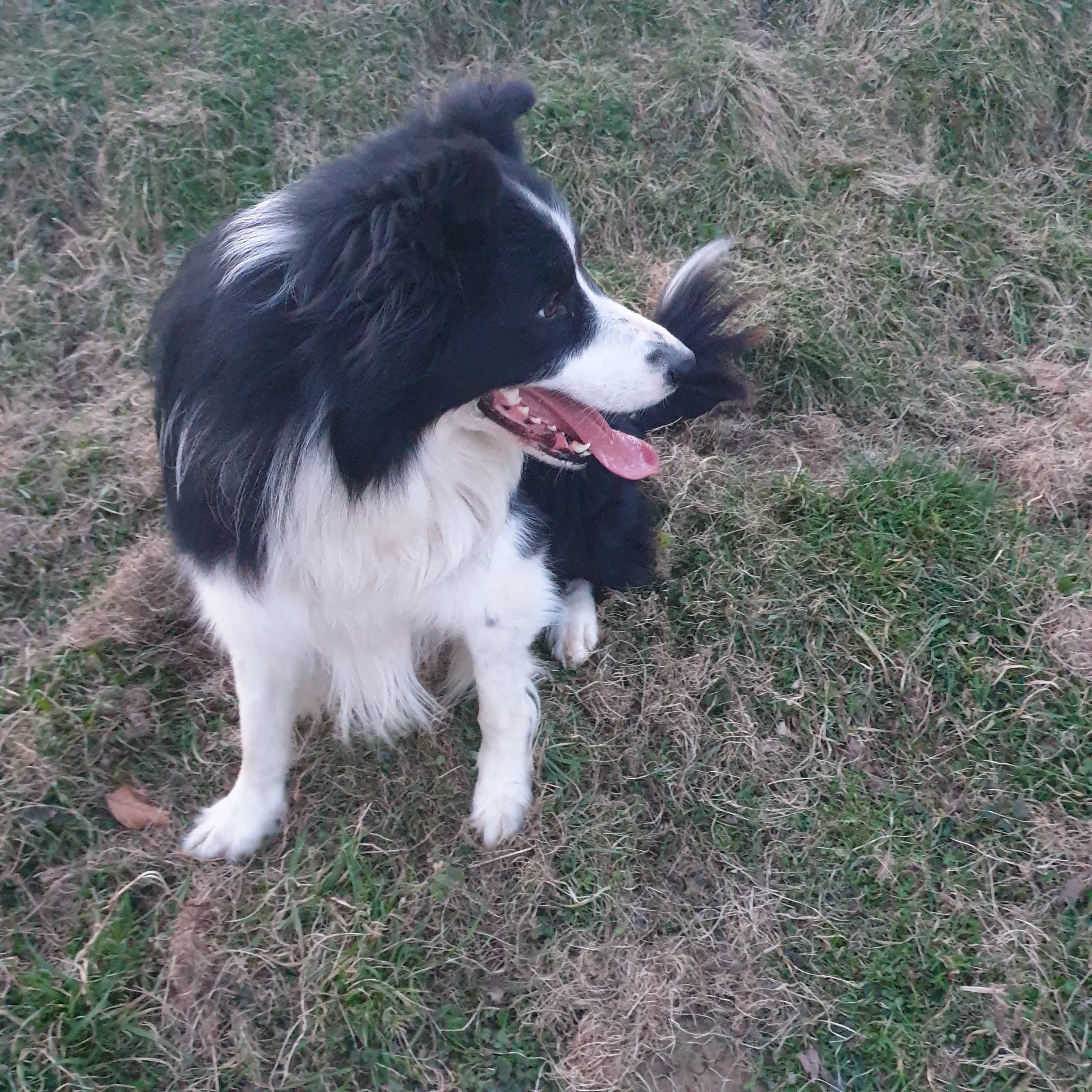 Szczenię Border Collie