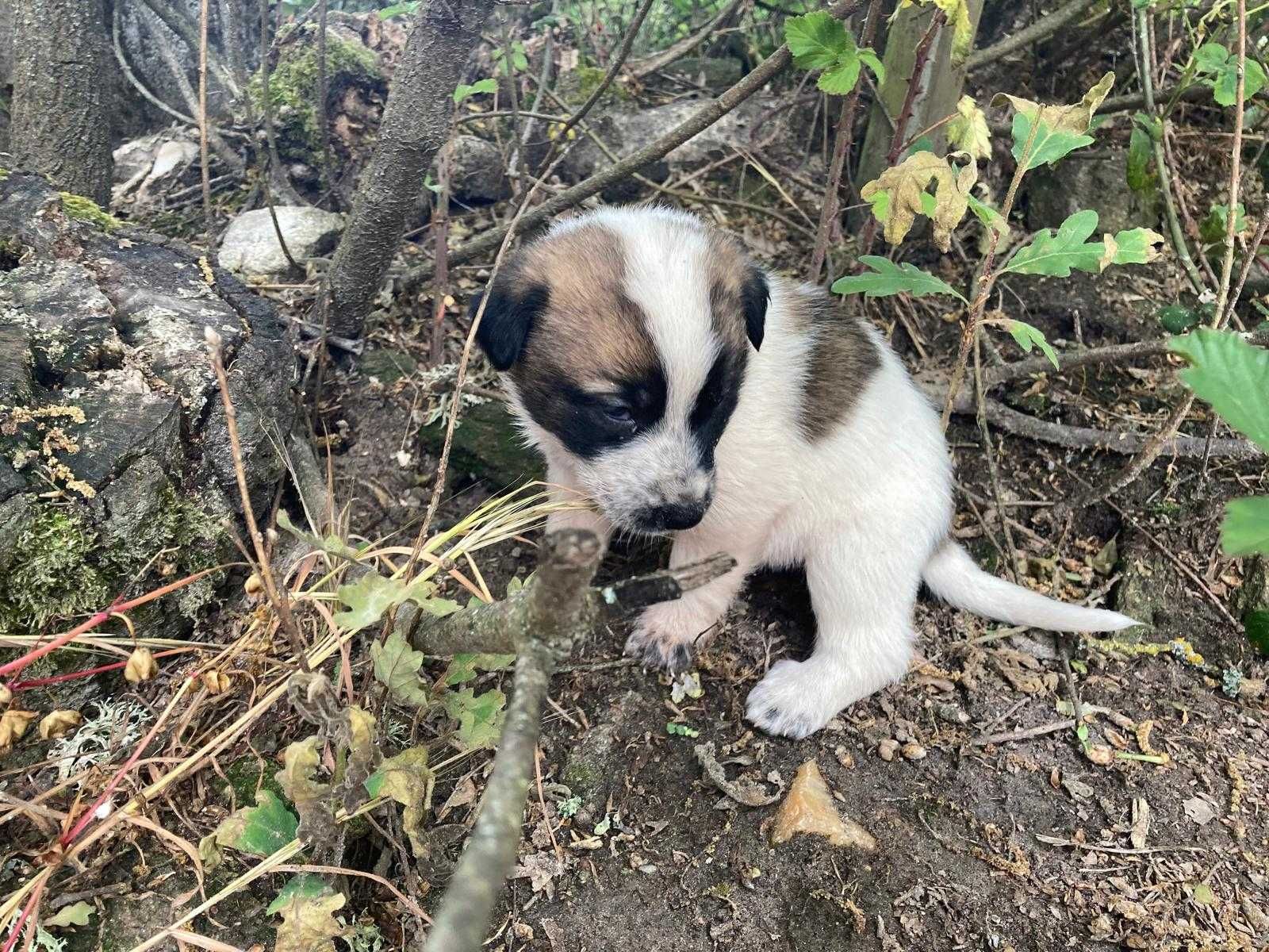 Cães (tipo cão de gado ) filhos de cadelinha de rua