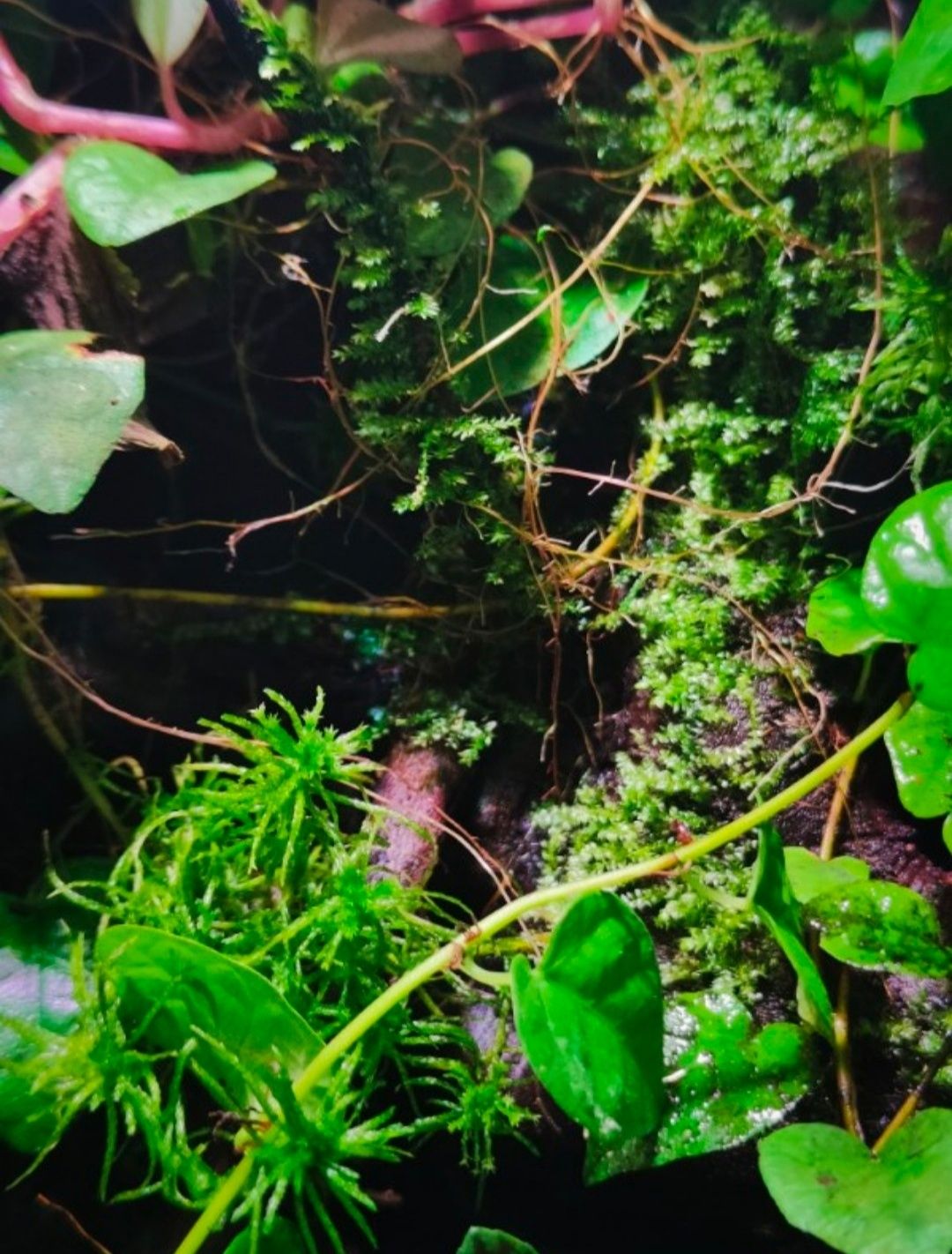 Żywy mech do terrarium, sphagnum, torfowiec