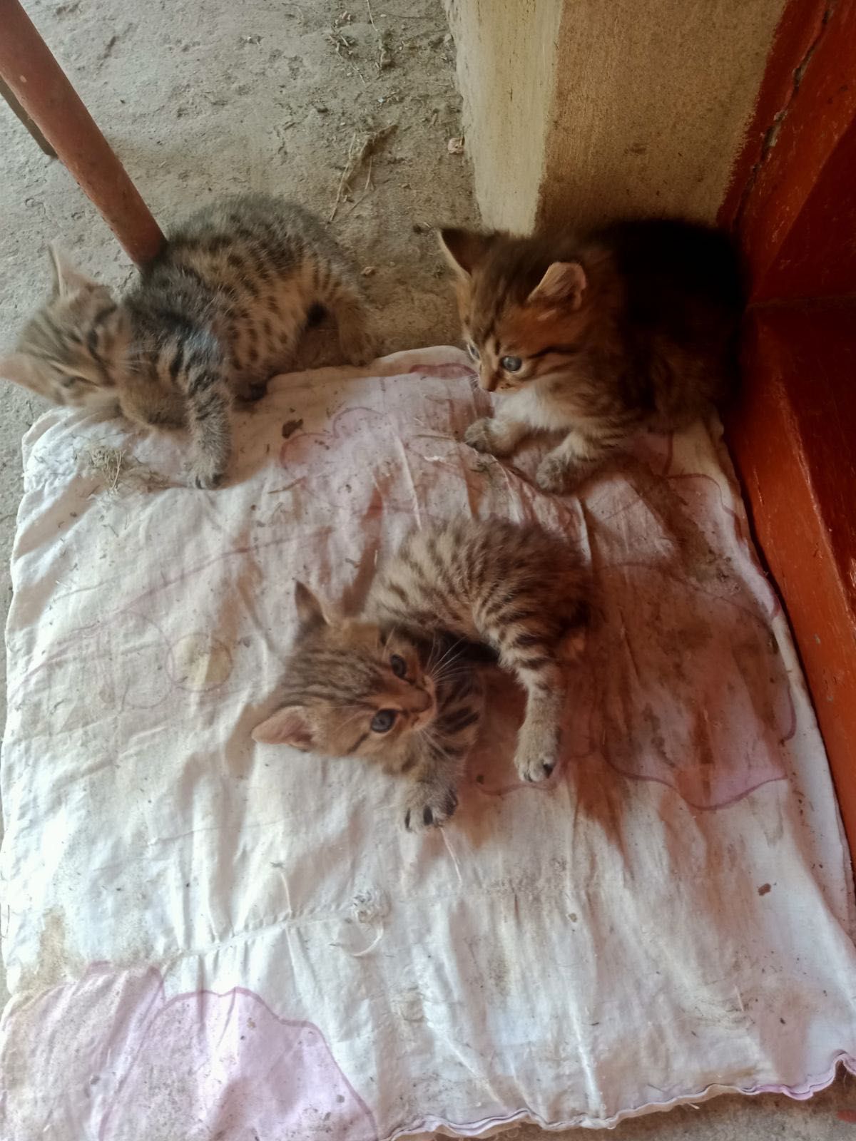 Віддамо кошенят в добрі руки.