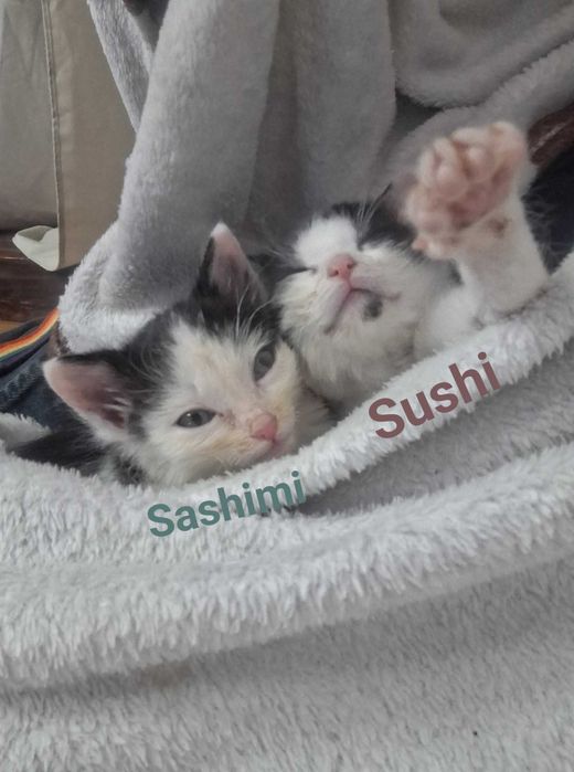 Malutkie kotki szukają niewychodzących domów