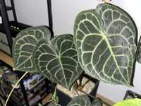 Anthurium clarinervium