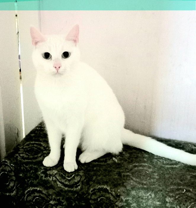 Котики очень ждут вас!