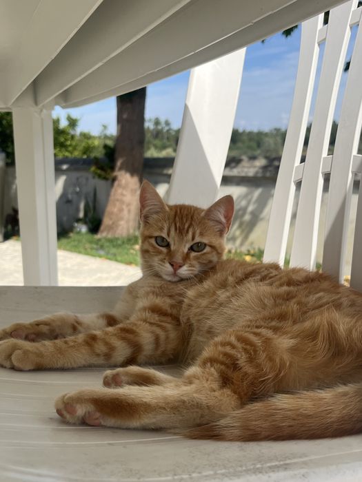 Gatas para adocão