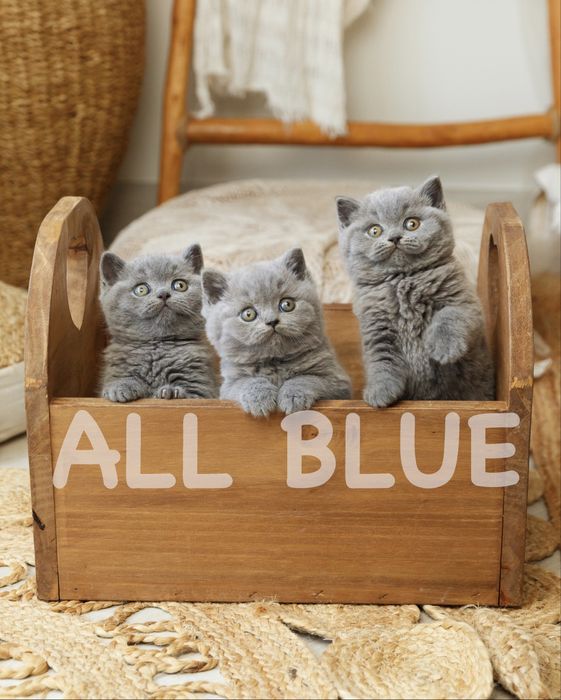 Gatinho british shorthair