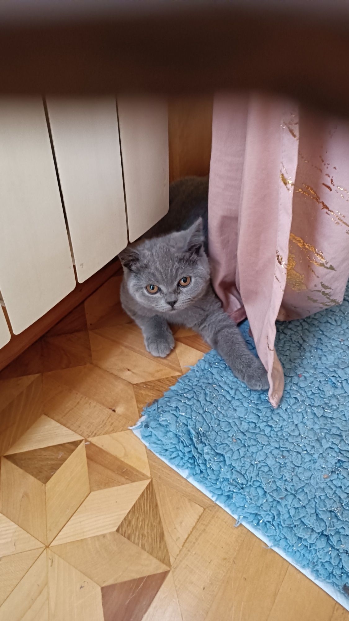 Kotka brytyjska z rodowodem gotowa do odbioru
