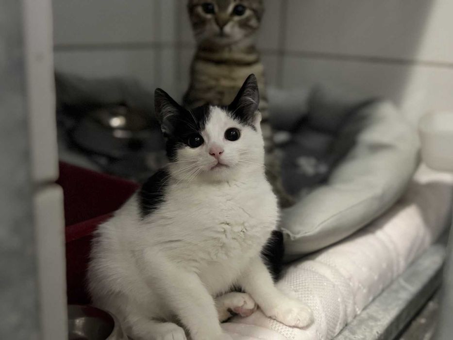 Zebra - kocię urodzone 2025.03