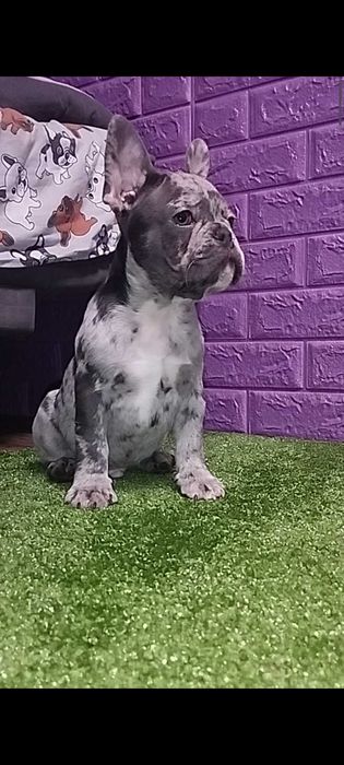 Маленький хлопчик в мерле окрасі