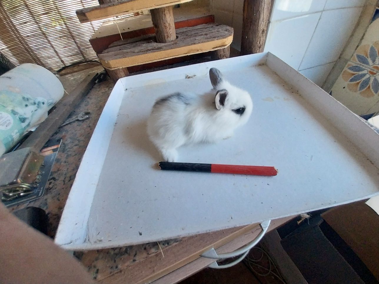 Coelhos anões cabeca de leão  /minilop/nederland dwarf