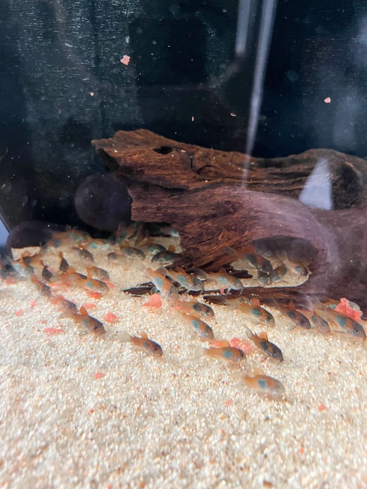 Corydora Orange Venezuela