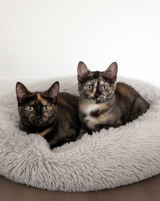 Setúbal / Margem Sul / Lisboa — SAFIRA e RUBY, gatinhas para adoção