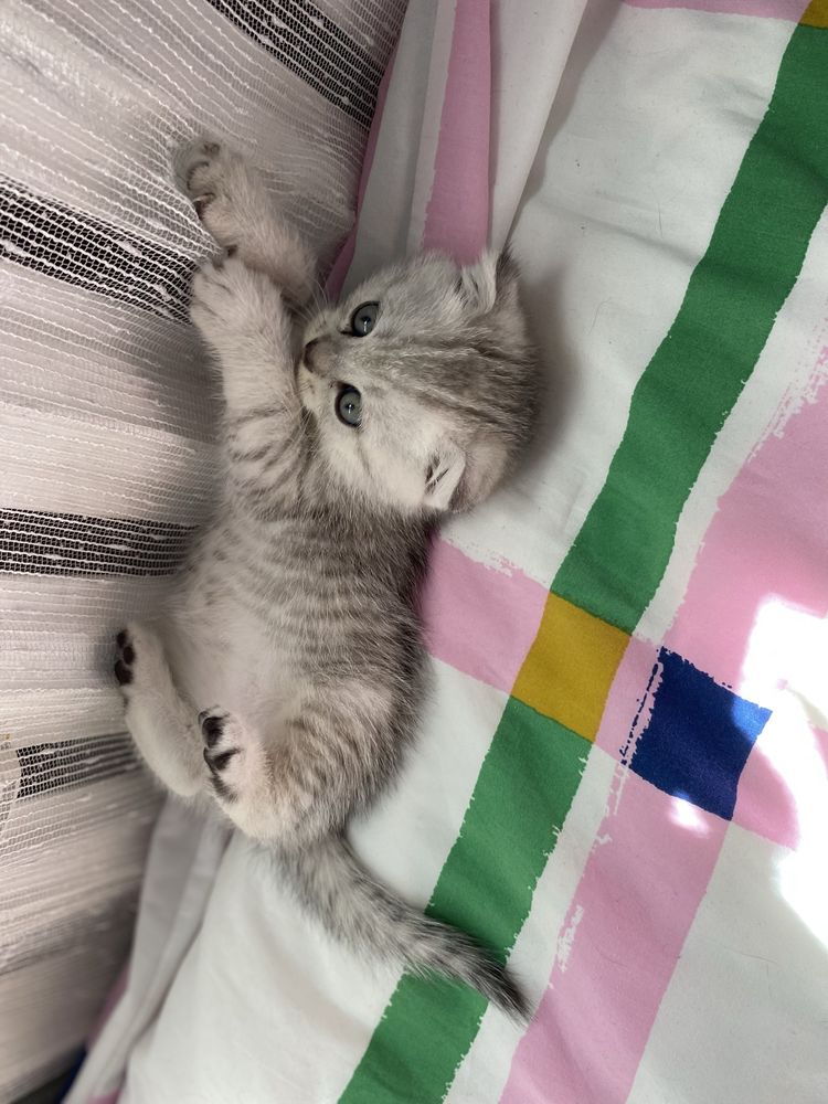 Szkocki kocurek Scottish Fold