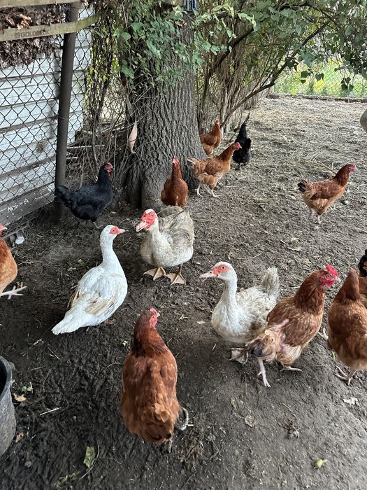 2 kaczki i kaczor reproduktor