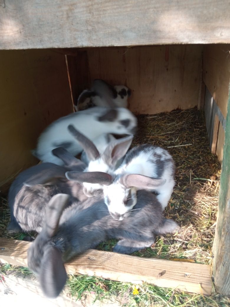 Sprzedam króliki młode odsadzone.