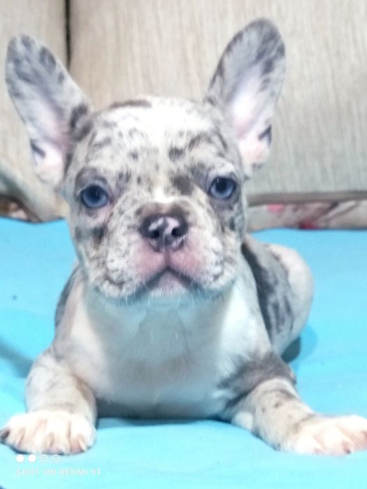 Щенки французского бульдога.