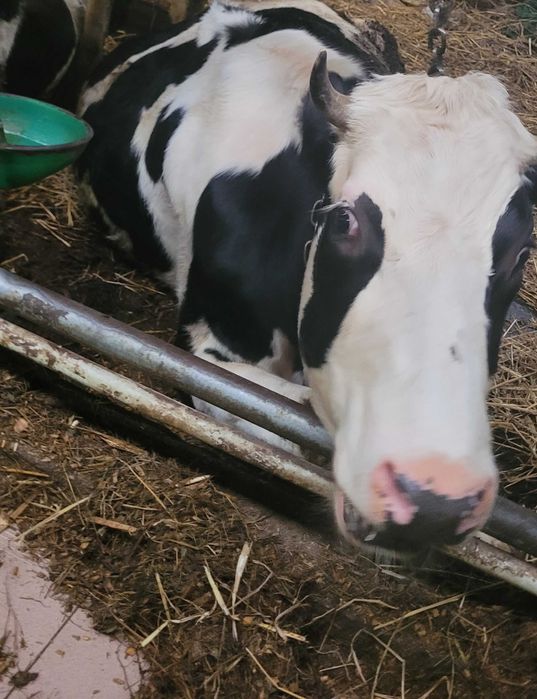 jałówka wysokocielna na sprzedaż