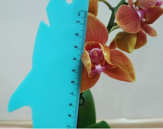 Орхидея фаленопсис, пелор оранжевая