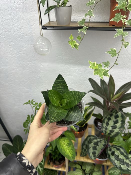 кімнатні квіти рослини