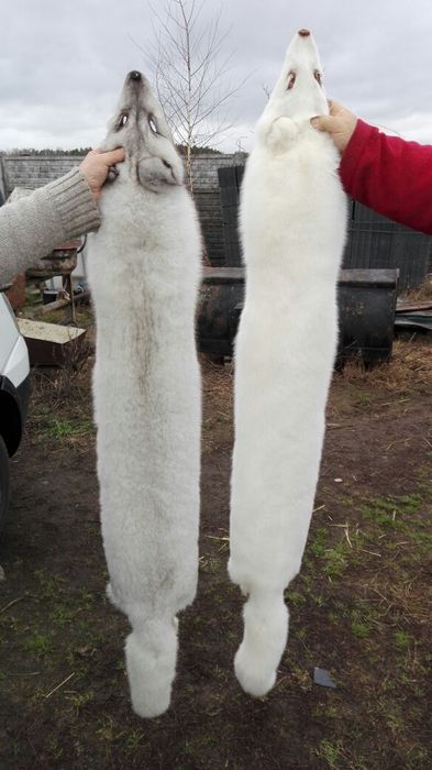 Sprzedam skóry z lisa polarnego ( białego)!