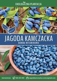 Jagoda Kamczacka - Owoce - Eko - Zbiór trwa