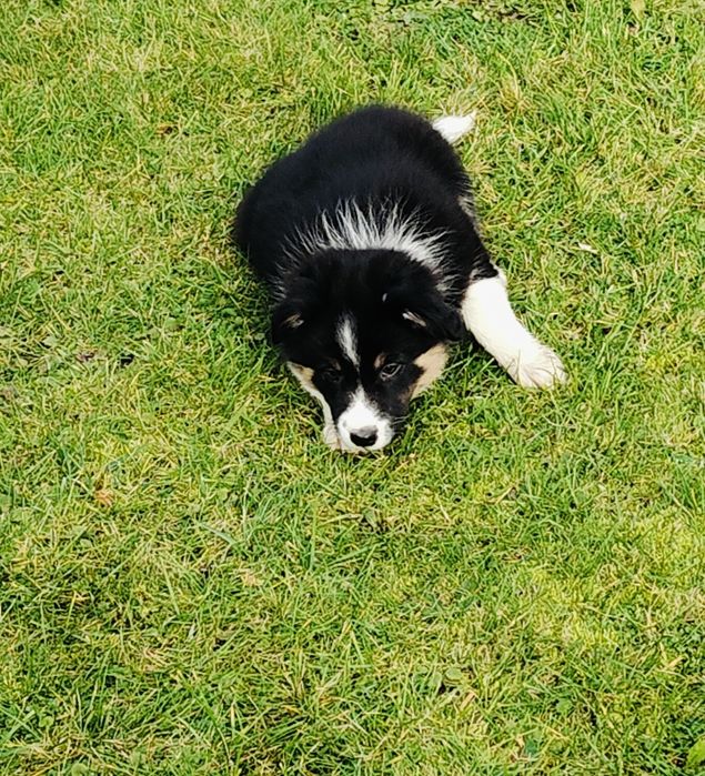 Suczka Border Collie