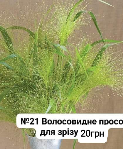 ‼Насіння Айстри. Більше квітів в оголошенні