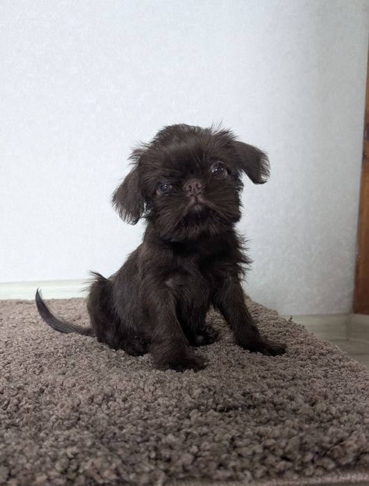 Мальчик Брюссельский гриффон