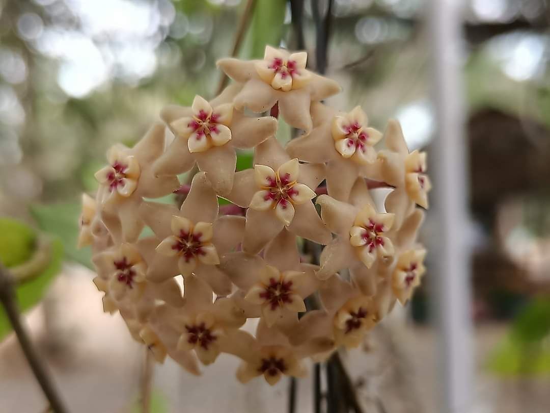 Hoya limoniaca rośnie