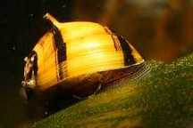 ŚLIMAK Clithon  corona, diadema,rogaty / Clithon spp
