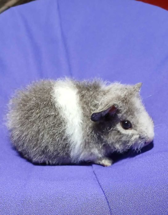 Морська свинка,  американська Тедді