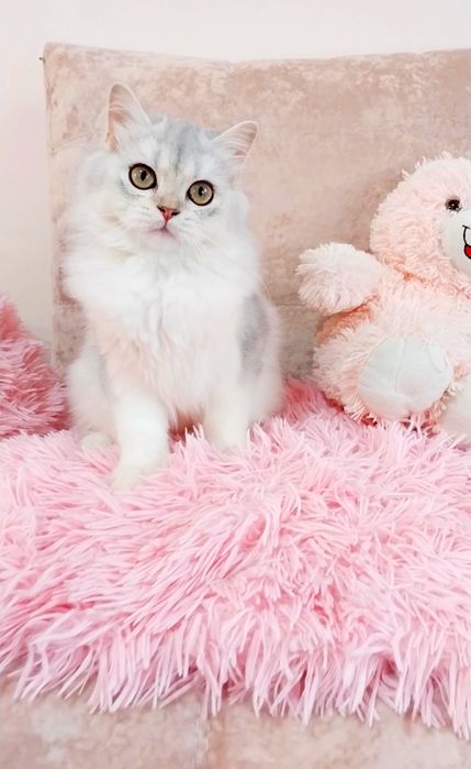 Срібляста шиншила дівчинка красунечка хайленд