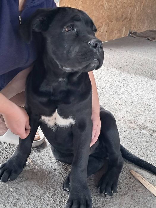 Кане корсо дітки