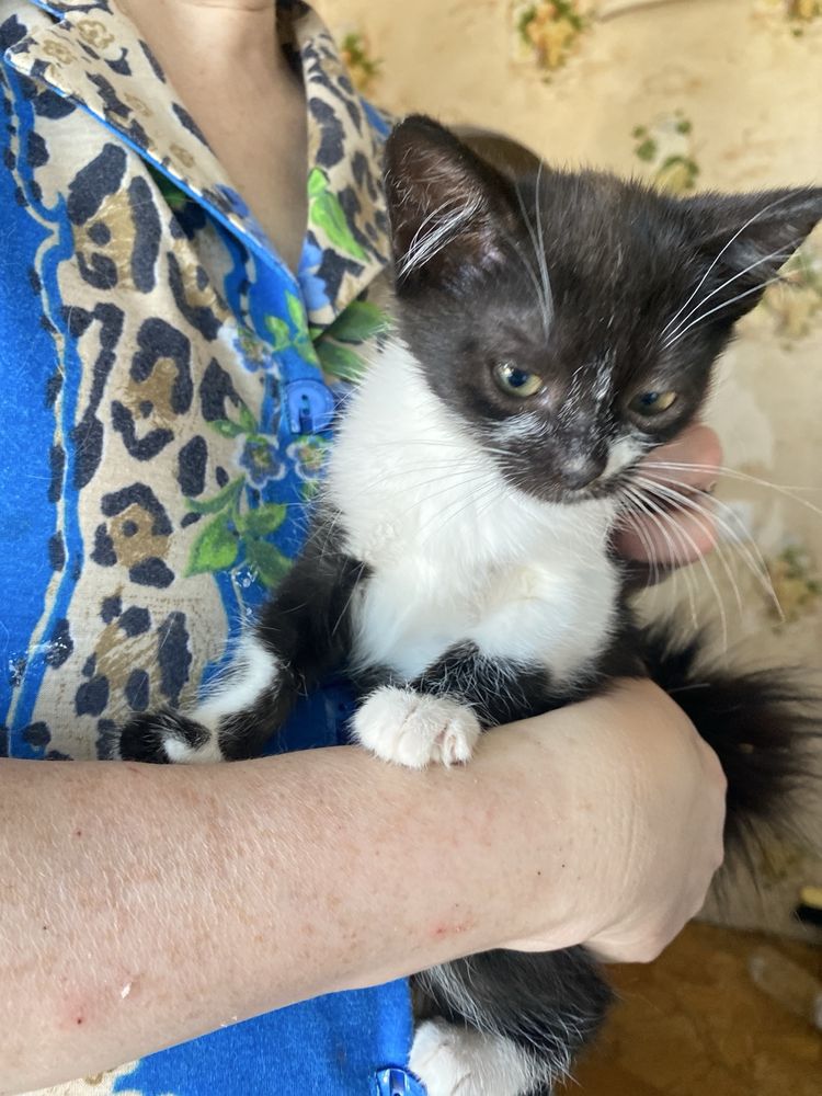 Прилаштування кошенятка