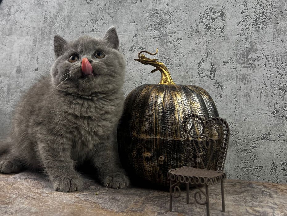 Kot brytyjski kocięta brytyjskie kotka brytyjska