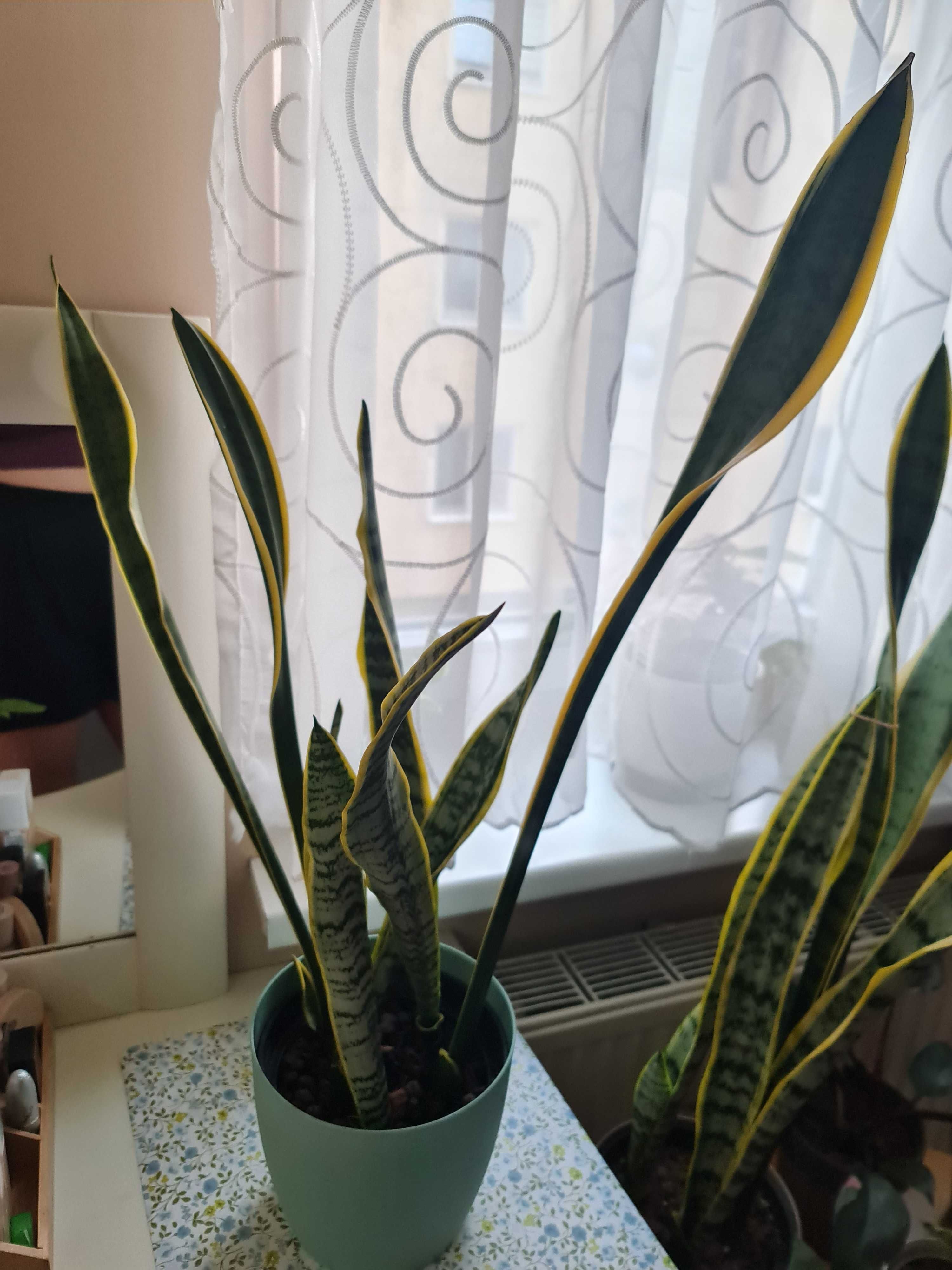 Sanseveria gwinejska Laurenti