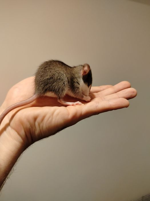 Szczur Szczurek Szczury Szczurki Młode