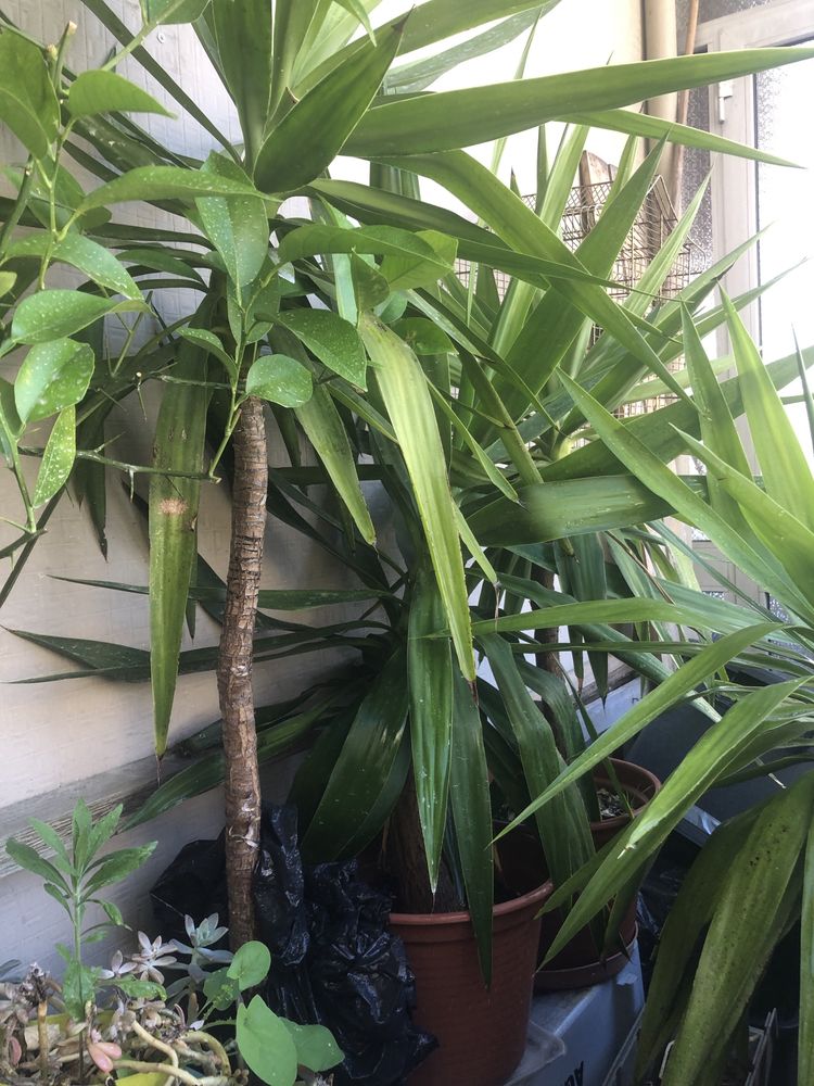 3 vasos com Yuccas - planta decorativa