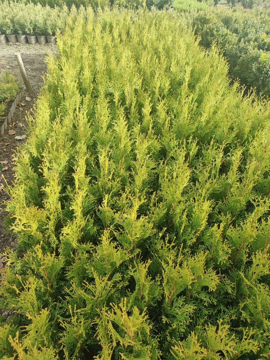 Thuja szmaragd w doniczkach