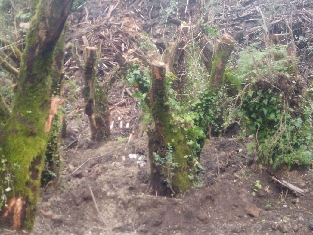 Oliveiras para jardim