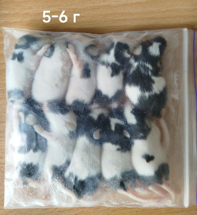 Кормовые мыши. Мыши на корм. Заморозка. Крысы