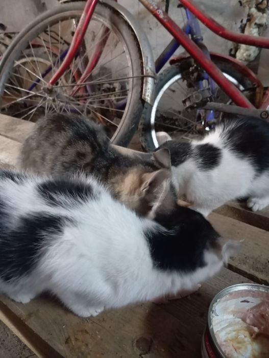 Oddam kotki w dobre ręce