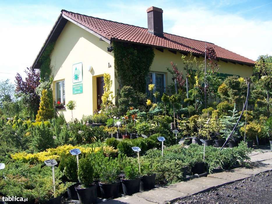 Szkółka Drzew, krzewów ozdobnych, trawy,  byliny, prosto od producenta